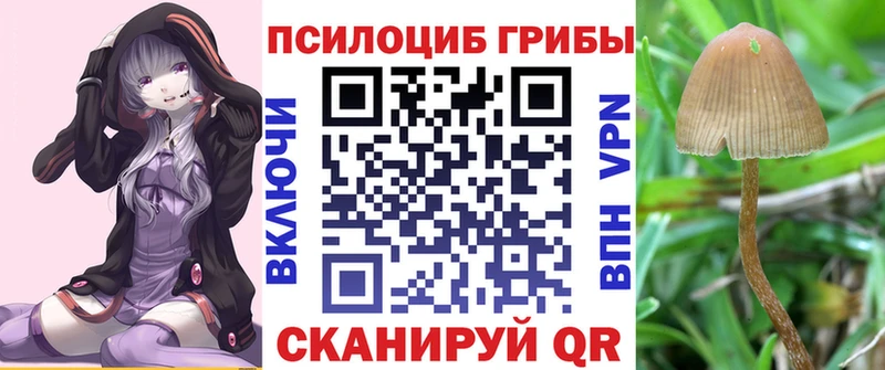 Псилоцибиновые грибы Psilocybe  Котельнич 